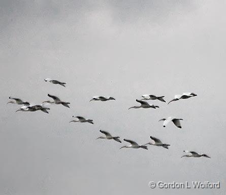 White Ibises In Flight_28988.jpg - White Ibises (Eudocimus albus) photographed along the Gulf coast near Port Lavaca, Texas, USA.